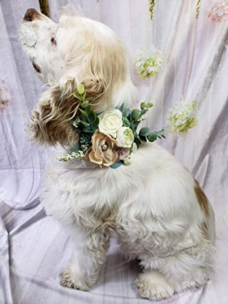 House of FurBaby Wedding Dog Collar | Succulent Wedding Dog Collar (L-13-16.5" Neck Size)