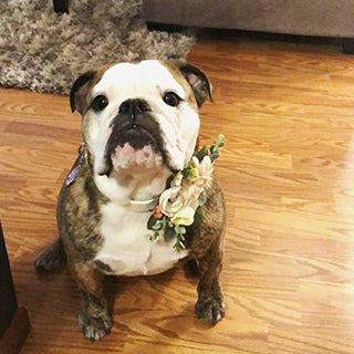 House of FurBaby Wedding Dog Collar | Succulent Wedding Dog Collar (L-13-16.5" Neck Size)